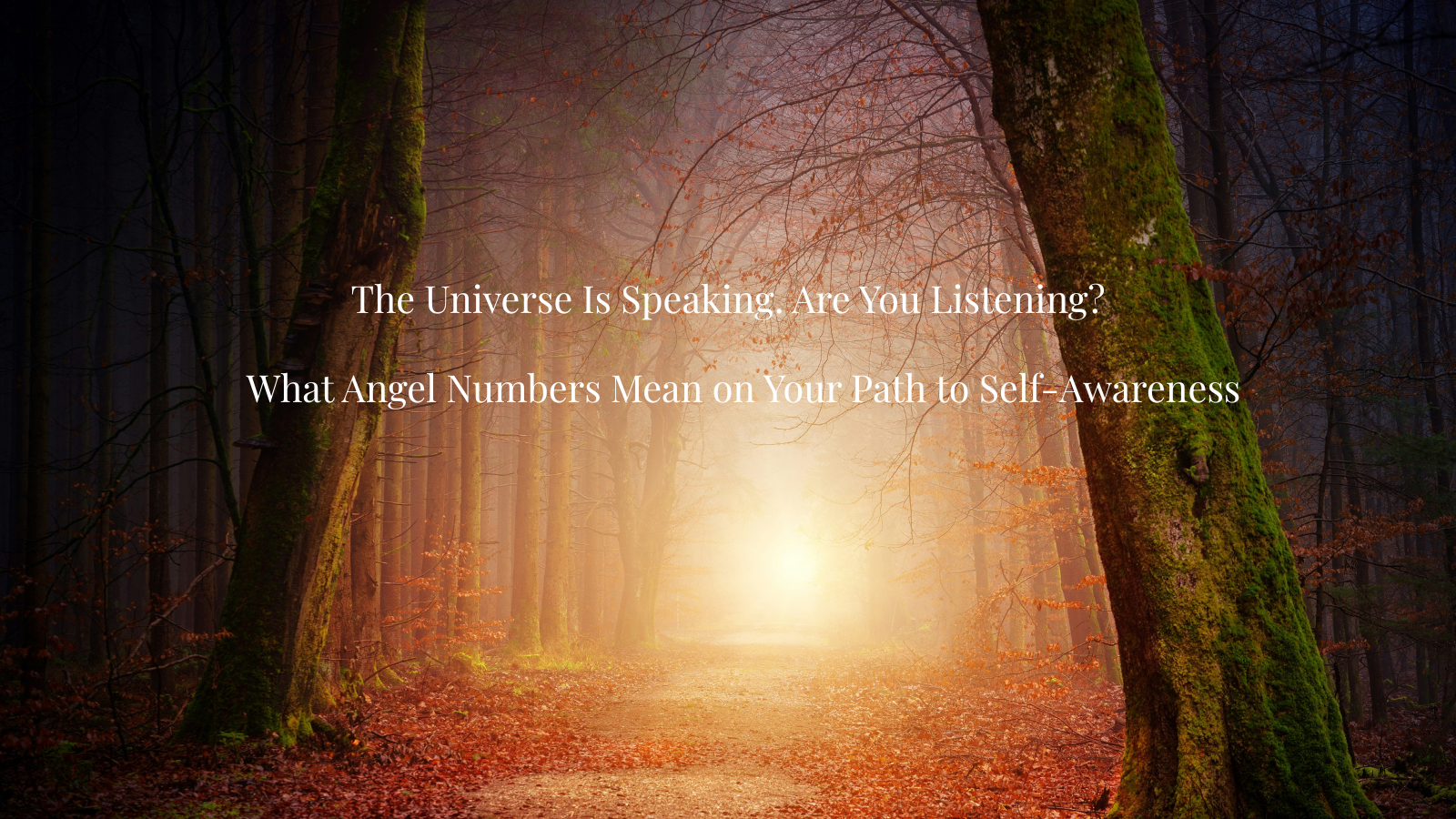 Golden forest path glowing with spiritual light – blog image about angel numbers and self-awareness (111, 444, 555)